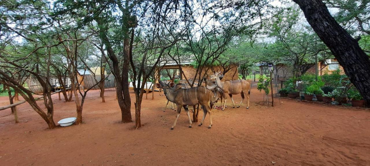 462 Bosbok Chalets Marloth Park Dış mekan fotoğraf