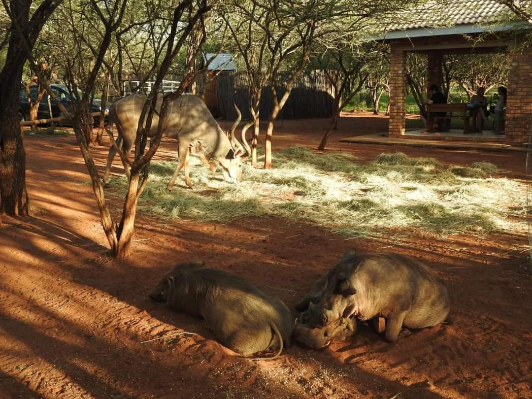 462 Bosbok Chalets Marloth Park Dış mekan fotoğraf