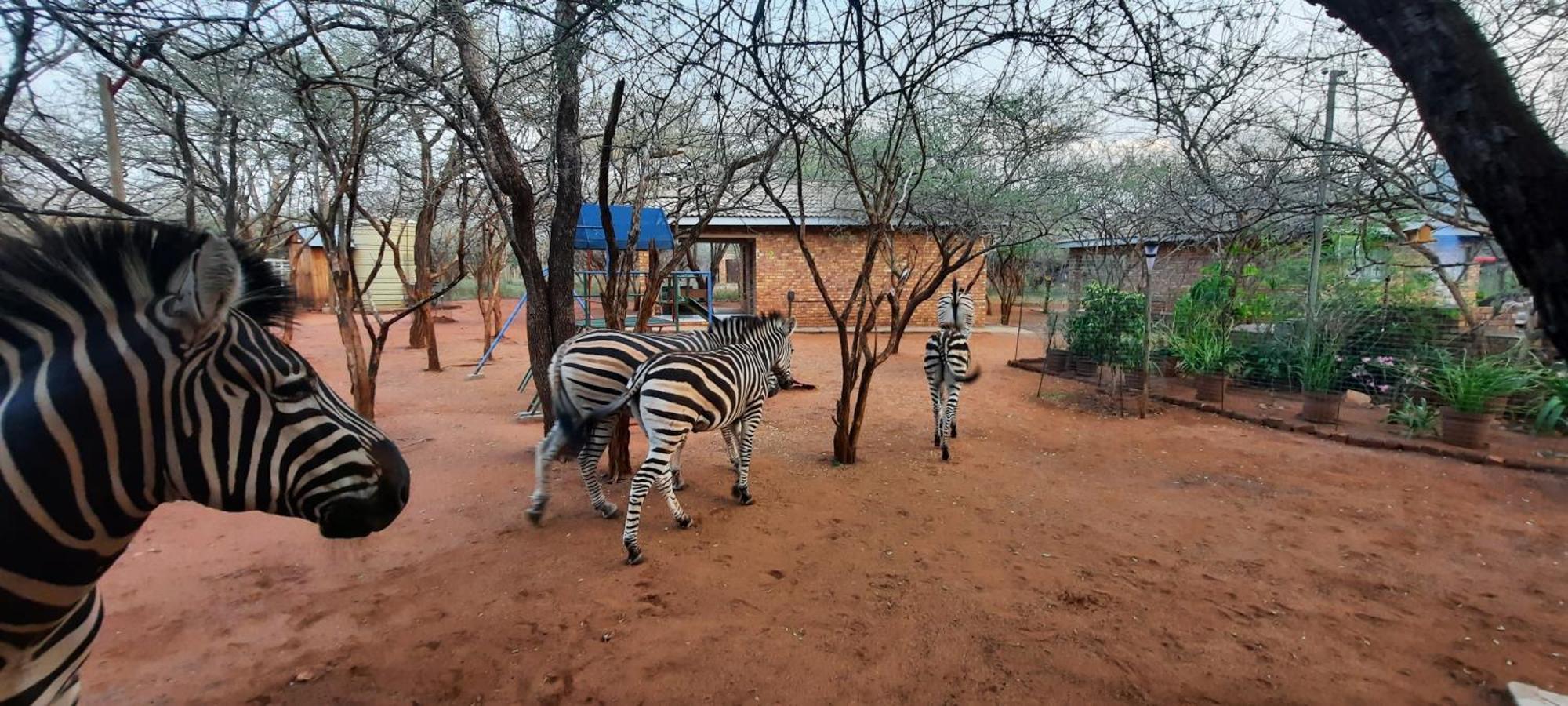 462 Bosbok Chalets Marloth Park Dış mekan fotoğraf