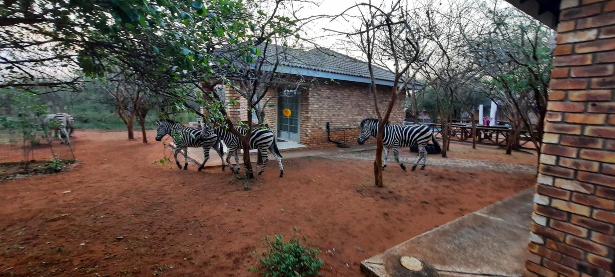 462 Bosbok Chalets Marloth Park Dış mekan fotoğraf